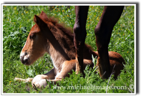 "wild horse foal"
verde river, rio verde, az.